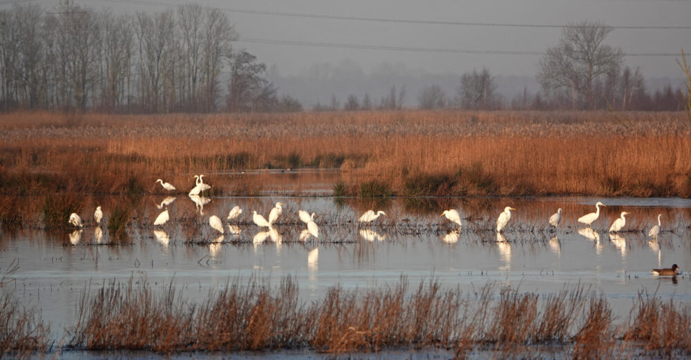 Grote zilverreigers in Peizerweering (Onlanden)