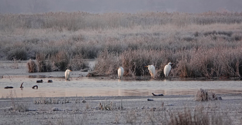 Grote zilverreigers langs bevroren Eelderdiep (Onlanden)