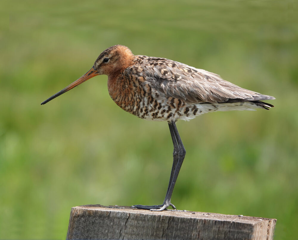 Grutto (Oostpolder)