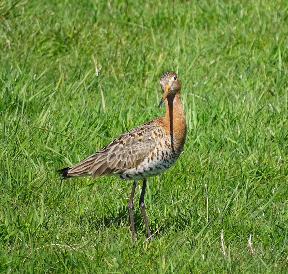 Grutto