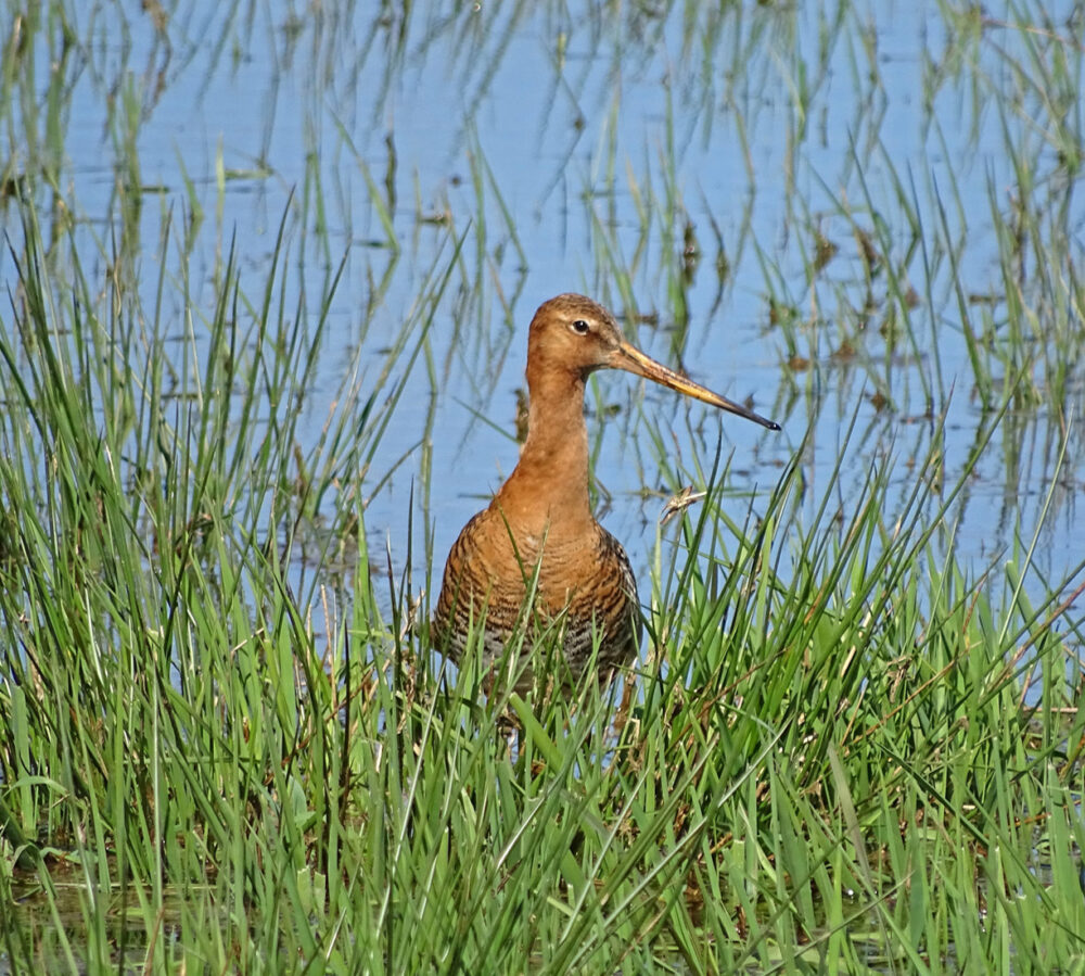 Grutto