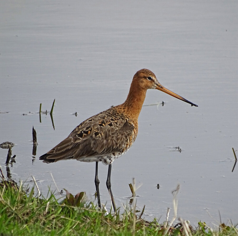 Grutto