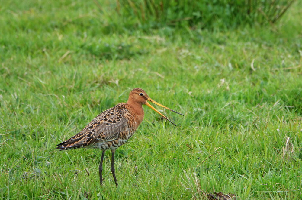 Grutto (Oostpolder)