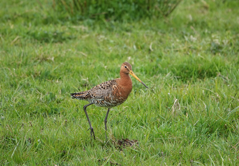 Grutto (Oostpolder)