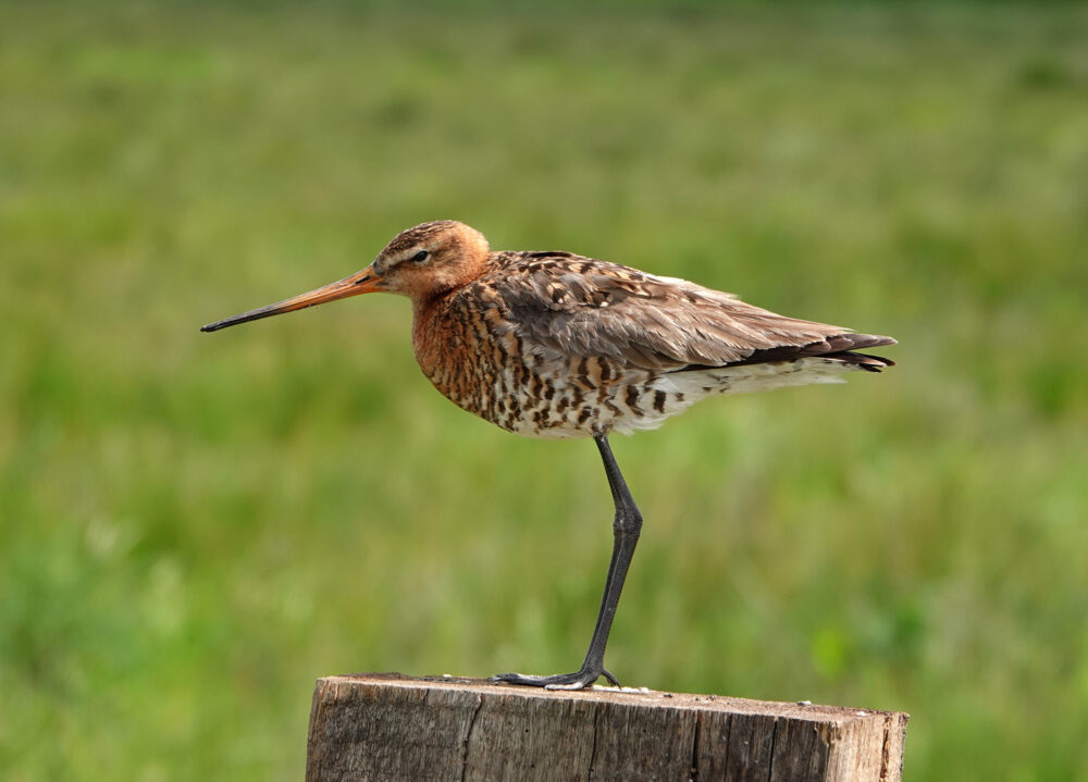 Grutto (Oostpolder)