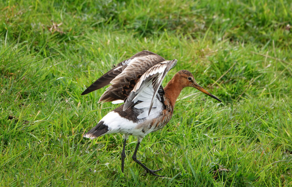 Grutto (Zuidlaardermeergebied)