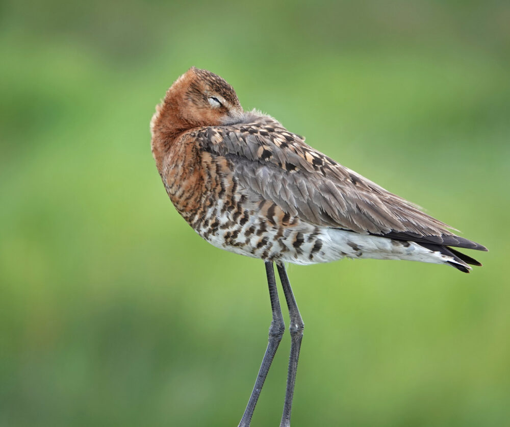 Grutto (Oostpolder)