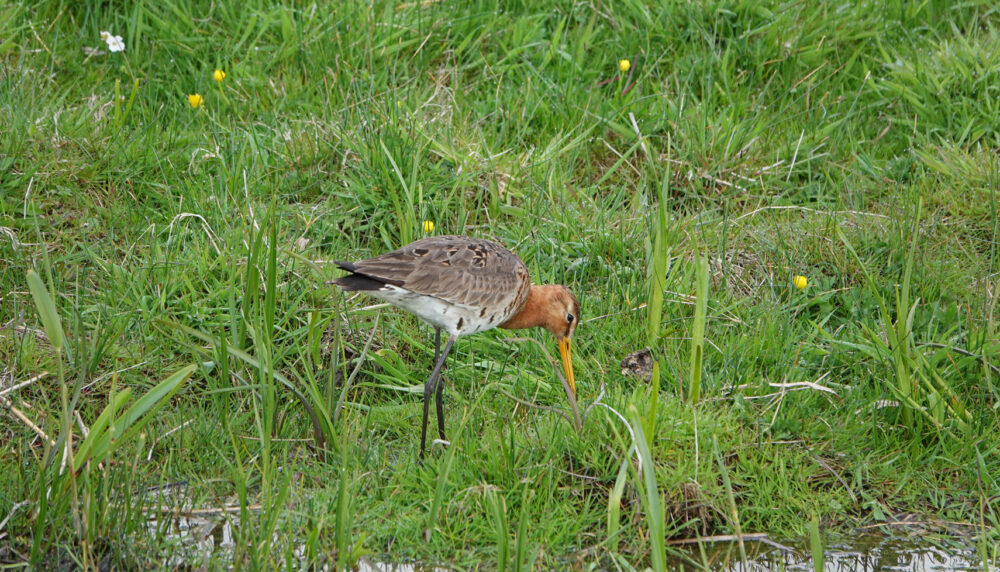 Grutto in de polder Loterijlanden