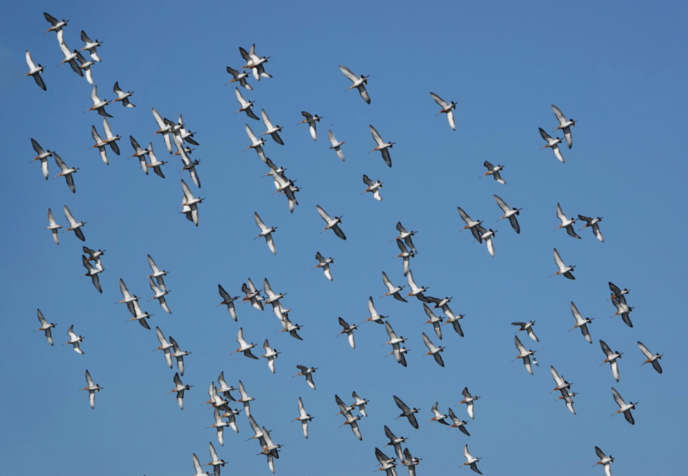 Grutto&#039;s boven Koningslaagte