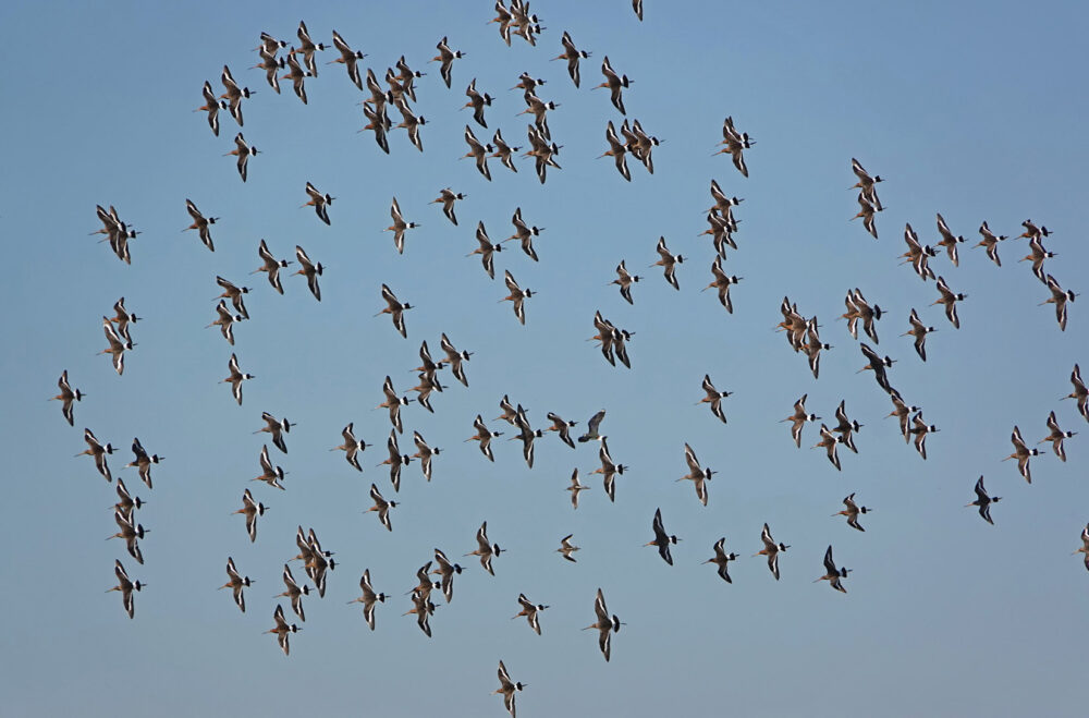 Grutto&#039;s boven Koningslaagte