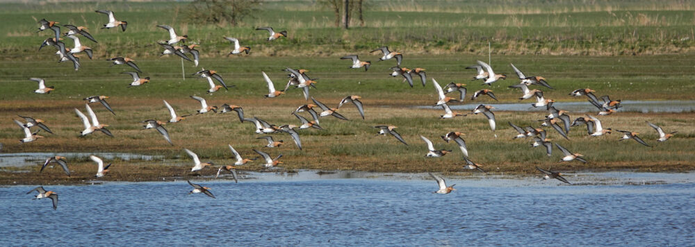 Grutto&#039;s boven Koningslaagte