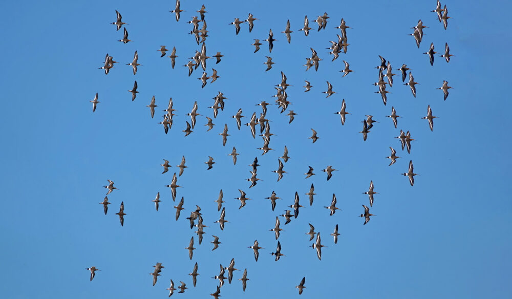 Grutto's en kemphanen in vlucht boven Koningslaagte