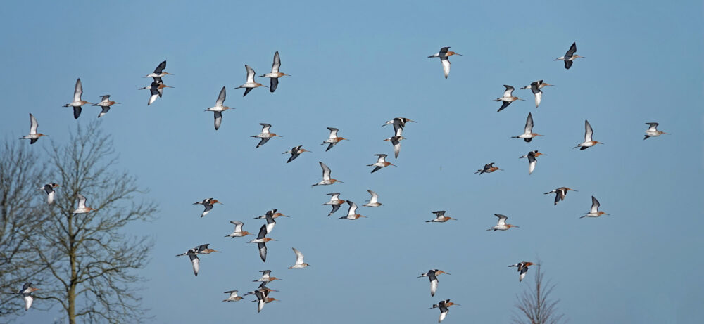 Grutto&#039;s in vlucht (Koningslaagte)