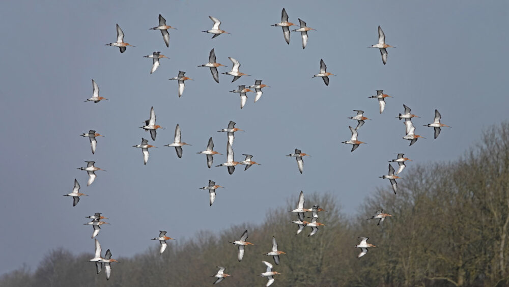 Grutto&#039;s in vlucht (Koningslaagte)
