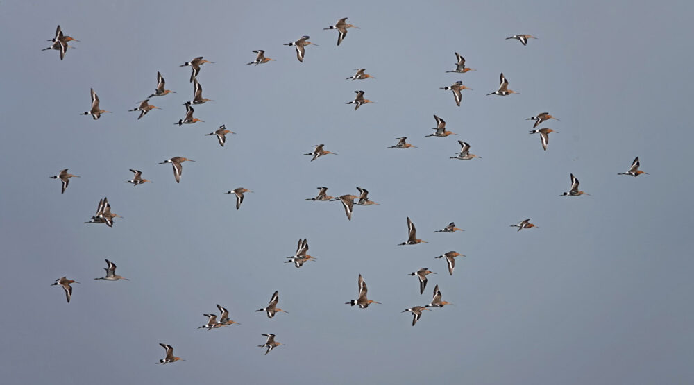 Grutto&#039;s in vlucht (Koningslaagte)