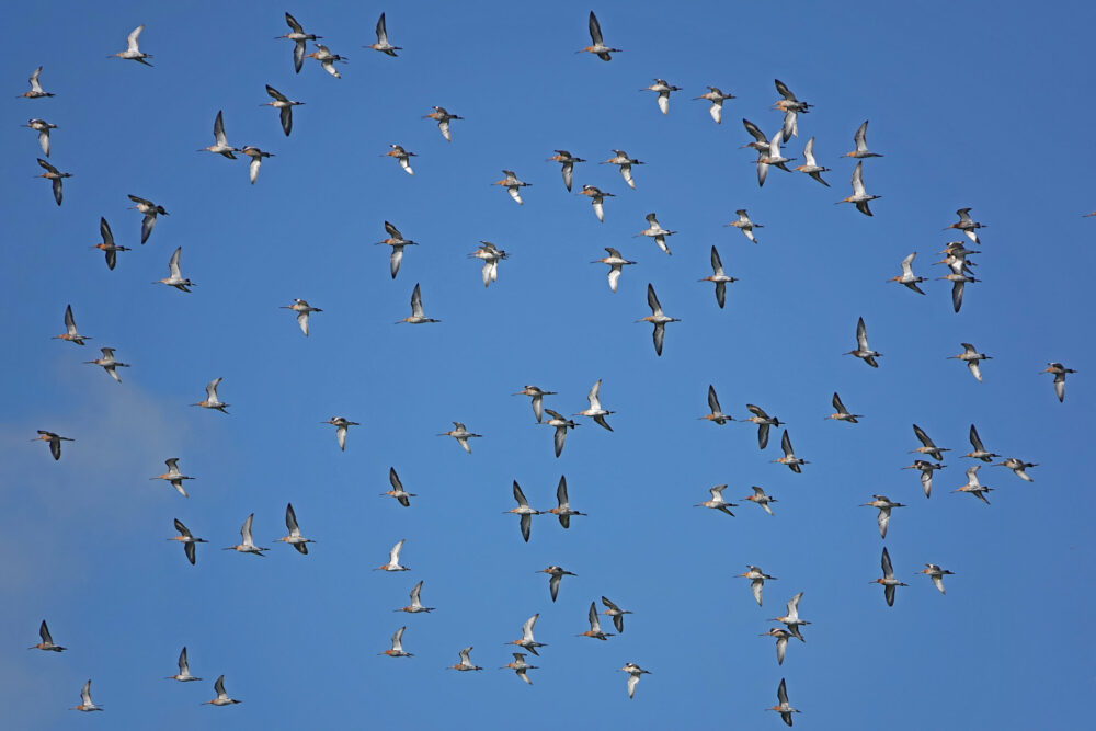 Grutto&#039;s in vlucht boven Koningslaagte