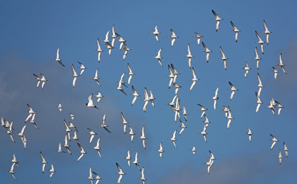 Grutto&#039;s in vlucht