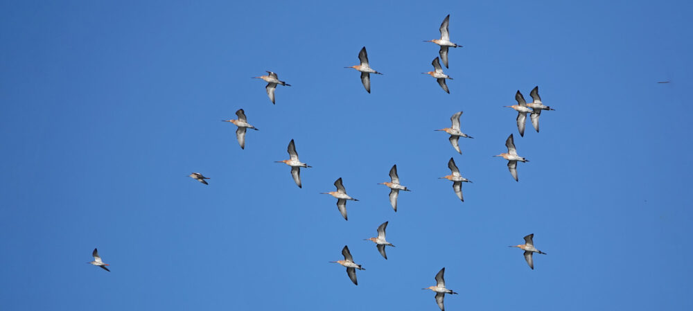 Grutto&#039;s in vlucht