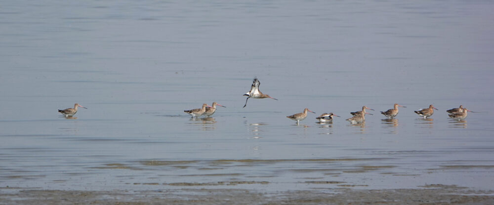 Grutto&#039;s op wad (Waddenzee)
