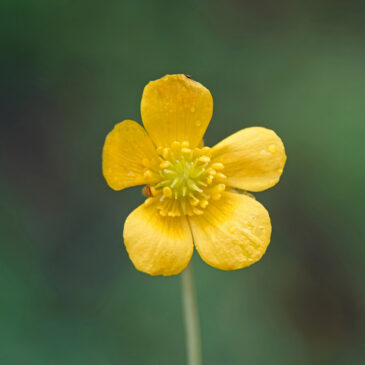 Gulden boterbloem