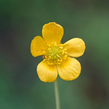 Gulden boterbloem