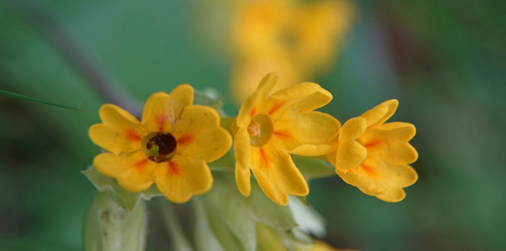 Gulden sleutelbloem