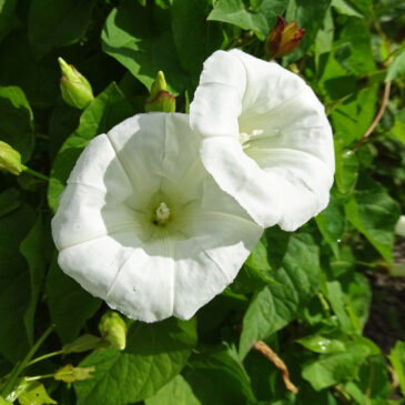 Haagwinde