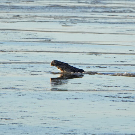 Haas springt uit deels bevroren Waddenzee (Peazemerlannen)