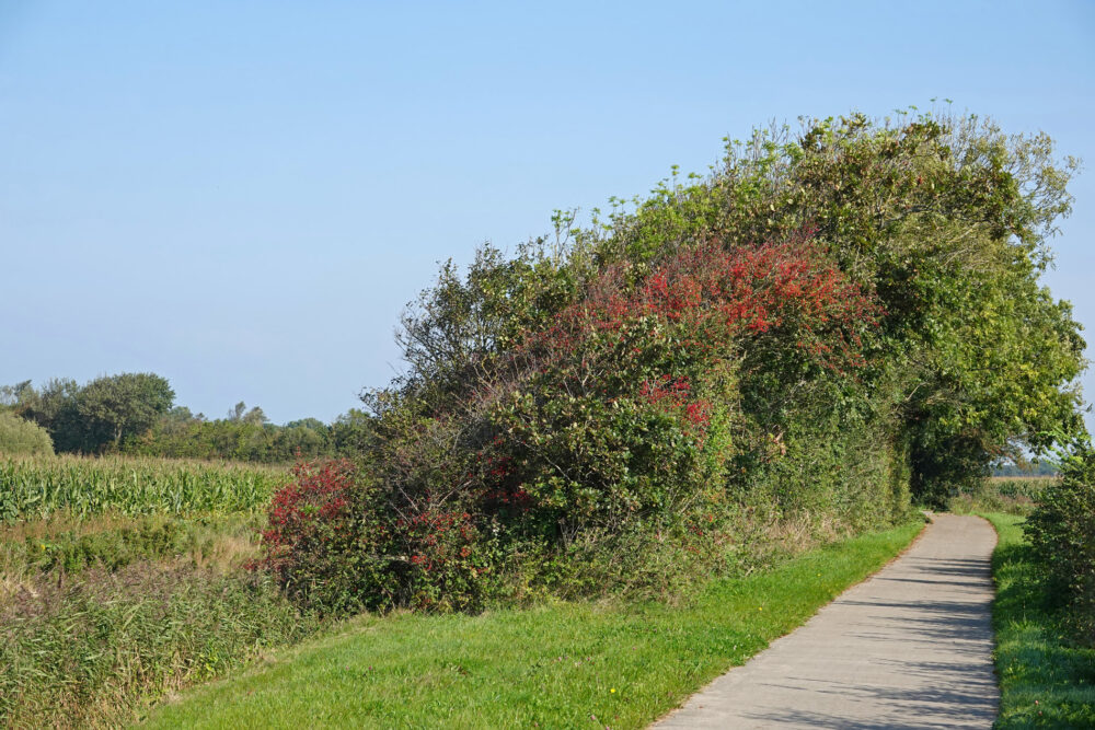 Hagen in binnenland Texel