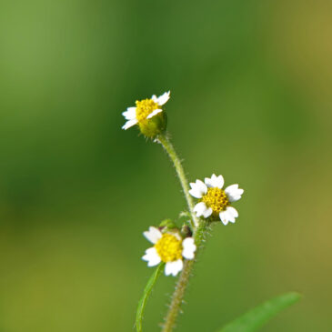 Harig knopkruid