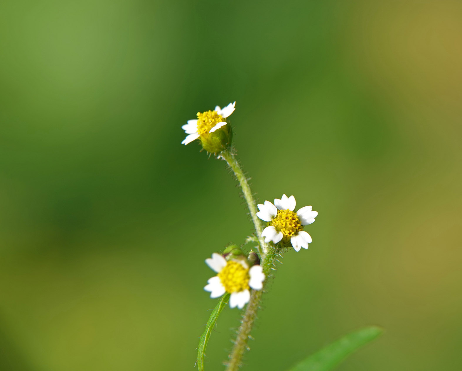 Harig knopkruid