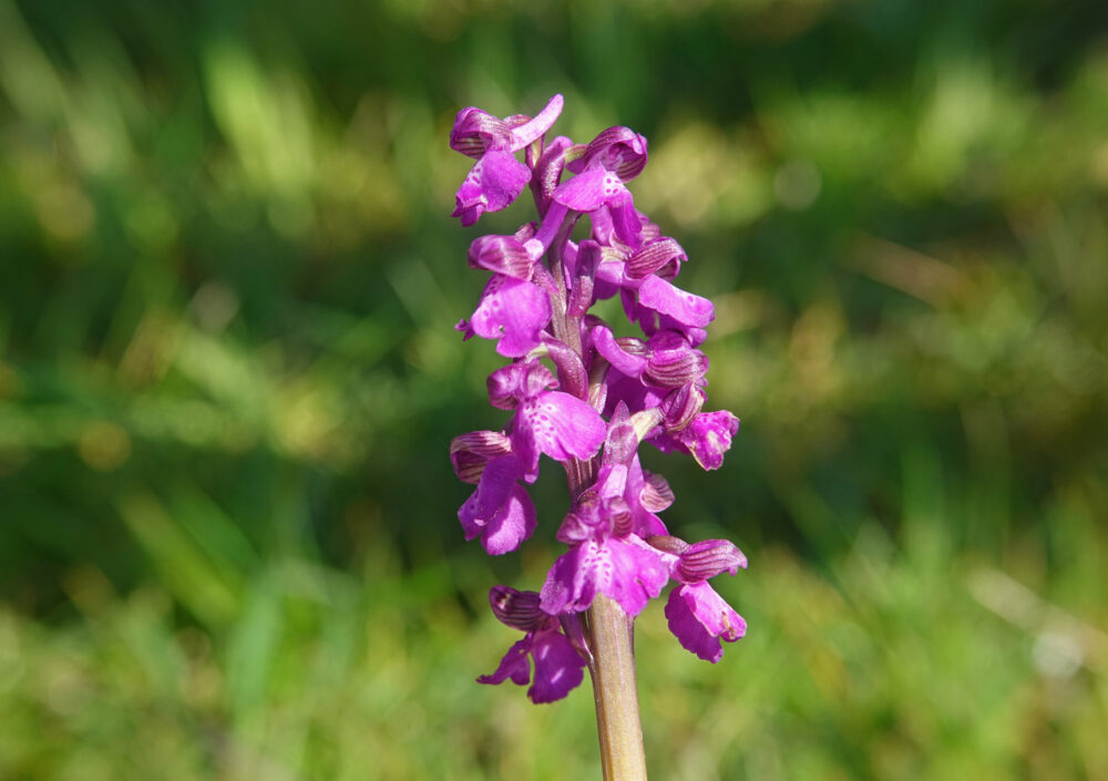 Harlekijn