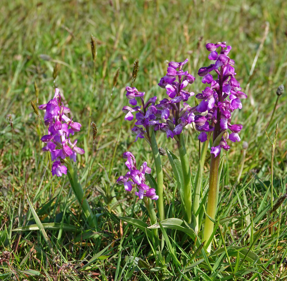 Harlekijnen (Texel)