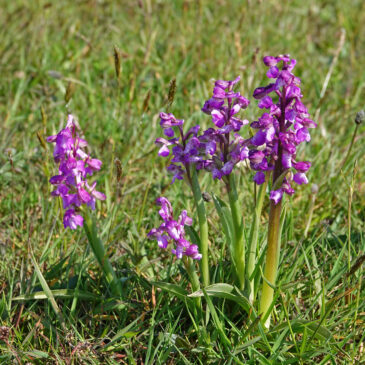 Harlekijnen (Texel)
