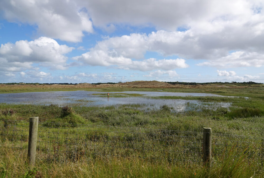 Harmplas in De Grafelijkheidsduinen