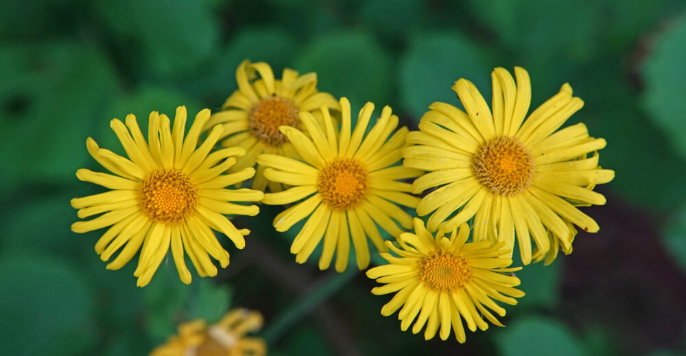 Hartbladzonnebloem
