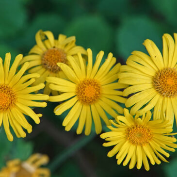 Hartbladzonnebloem