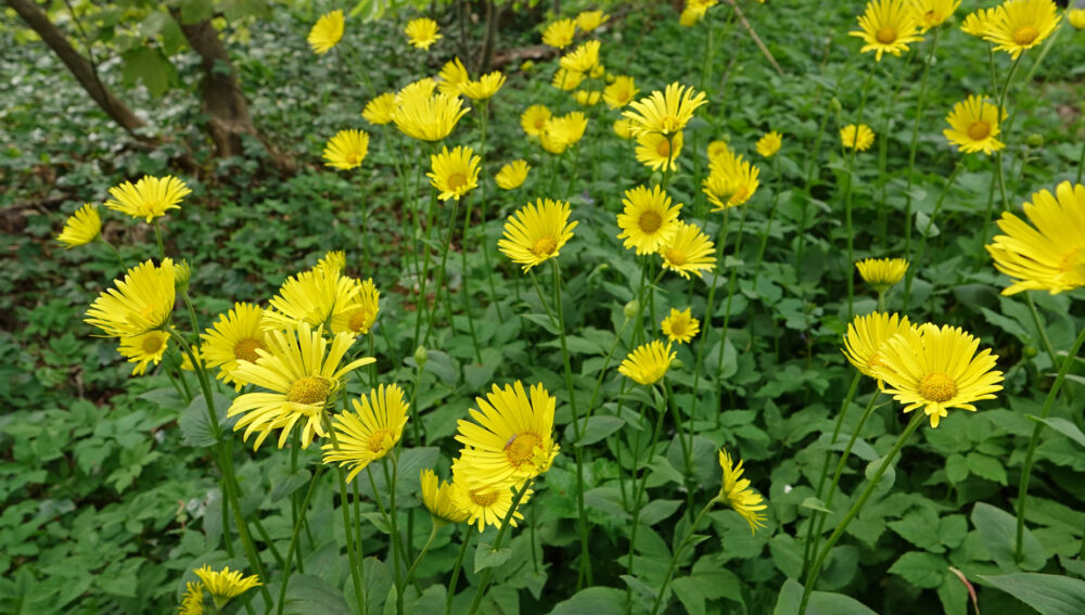 Hartbladzonnebloem