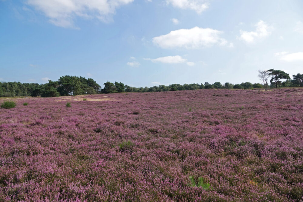 Havelterberg in Holtingerveld