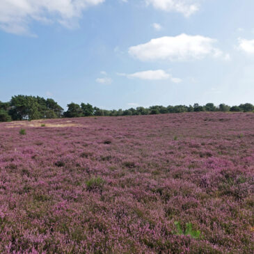 Havelterberg (Holtingerveld)