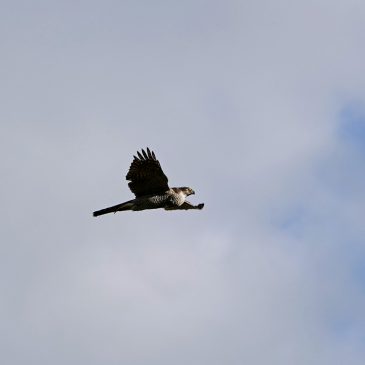 Havik