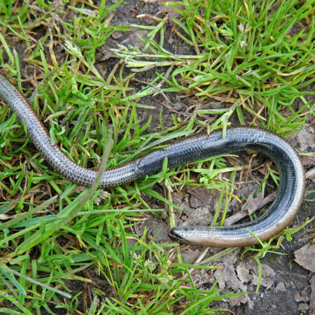 Hazelworm