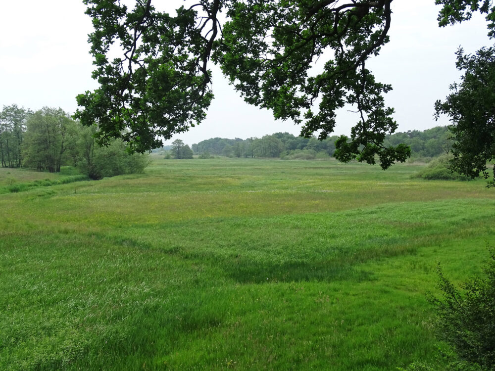 Hazematen