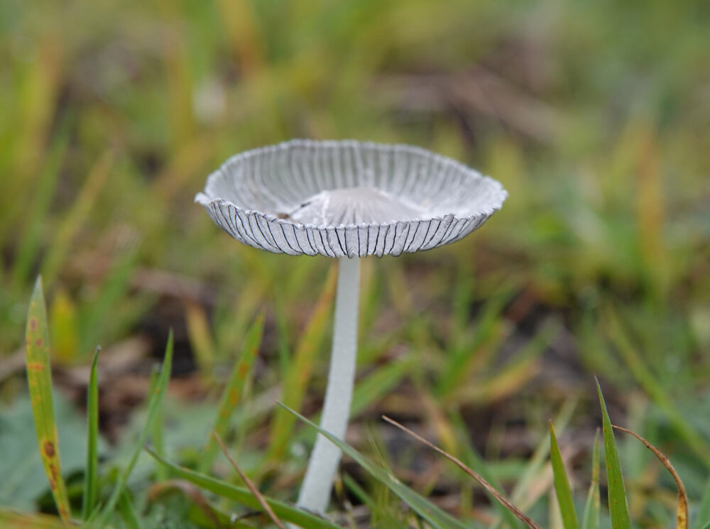 Hazenpootje