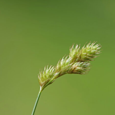 Hazenzegge