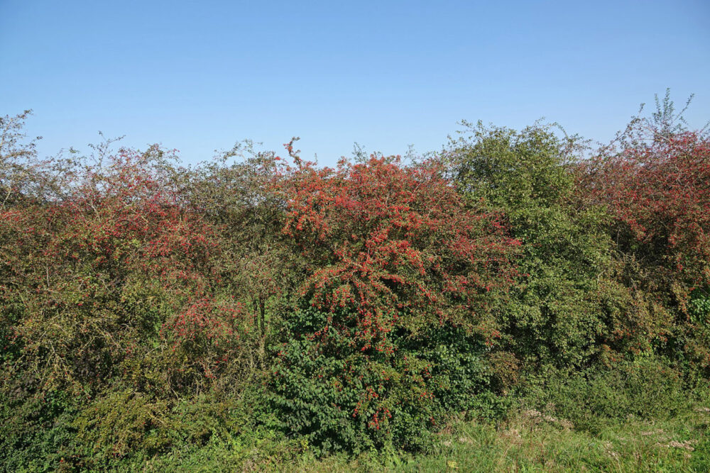 Heggen bij de Rammelwaard