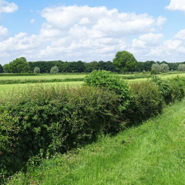 Heggenlandschap omgeving Gietelo (IJssellandschap)