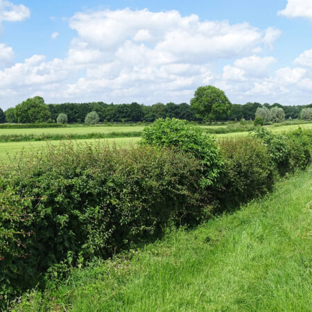 Heggenlandschap omgeving Gietelo (IJssellandschap)