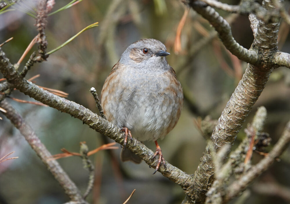 Heggenmus