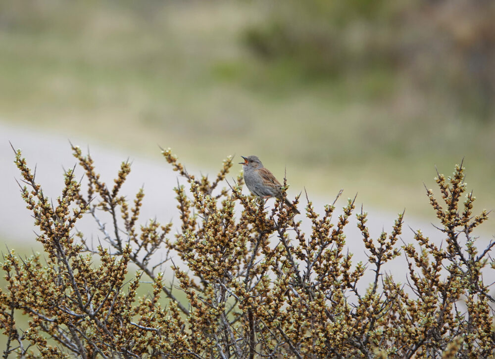 Heggenmus (Kennemerduinen)